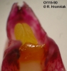 Bulbophyllum wendlandianum  (13)